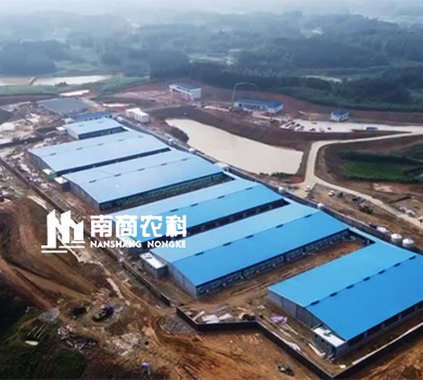 南商農科：湖南岳陽規模2400頭母豬場