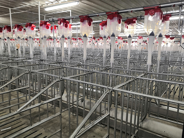 養(yǎng)豬場(chǎng)全自動(dòng)飼喂料線設(shè)計(jì)有哪些？效益如何？