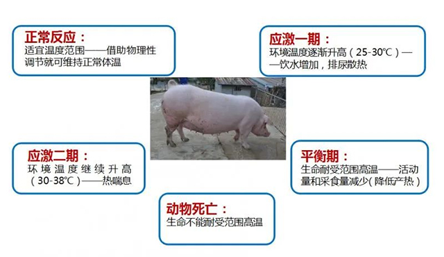 夏至|養豬人應該注意以下8點，減少豬只應激反應