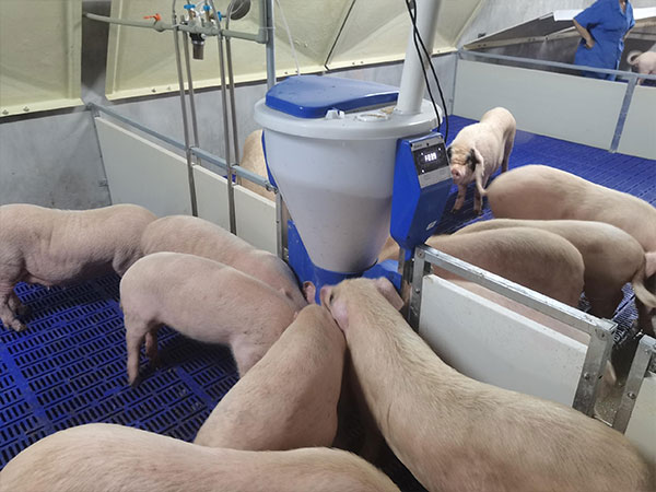 全自動化養(yǎng)豬場建設成本