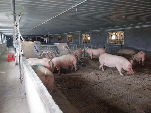 母豬小群養(yǎng)電子飼喂站怎么在國內(nèi)外實(shí)踐