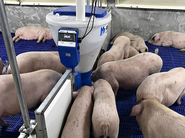 【小智倌-保育育肥一體機】智能飼喂設備怎么讓豬提前出欄