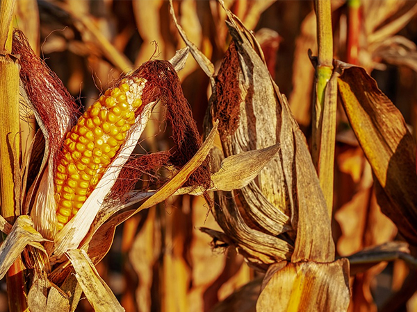 飼料漲勢不停，智能設(shè)備助力尋找養(yǎng)豬業(yè)的下一個出路口？