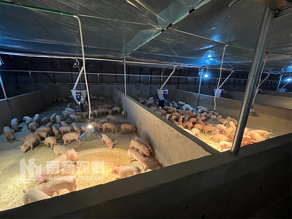 為什么國外規(guī)模化豬場大多用粥料喂豬？