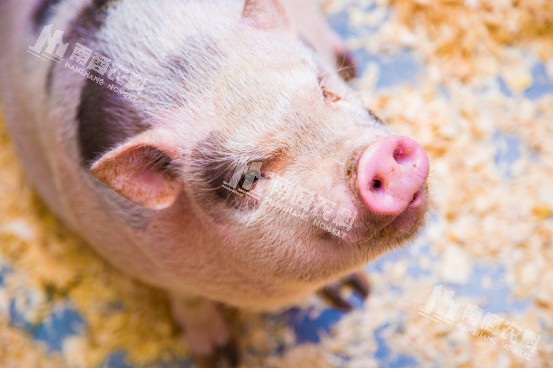 中外養(yǎng)豬對比，國內(nèi)養(yǎng)豬的優(yōu)化空間在哪里？