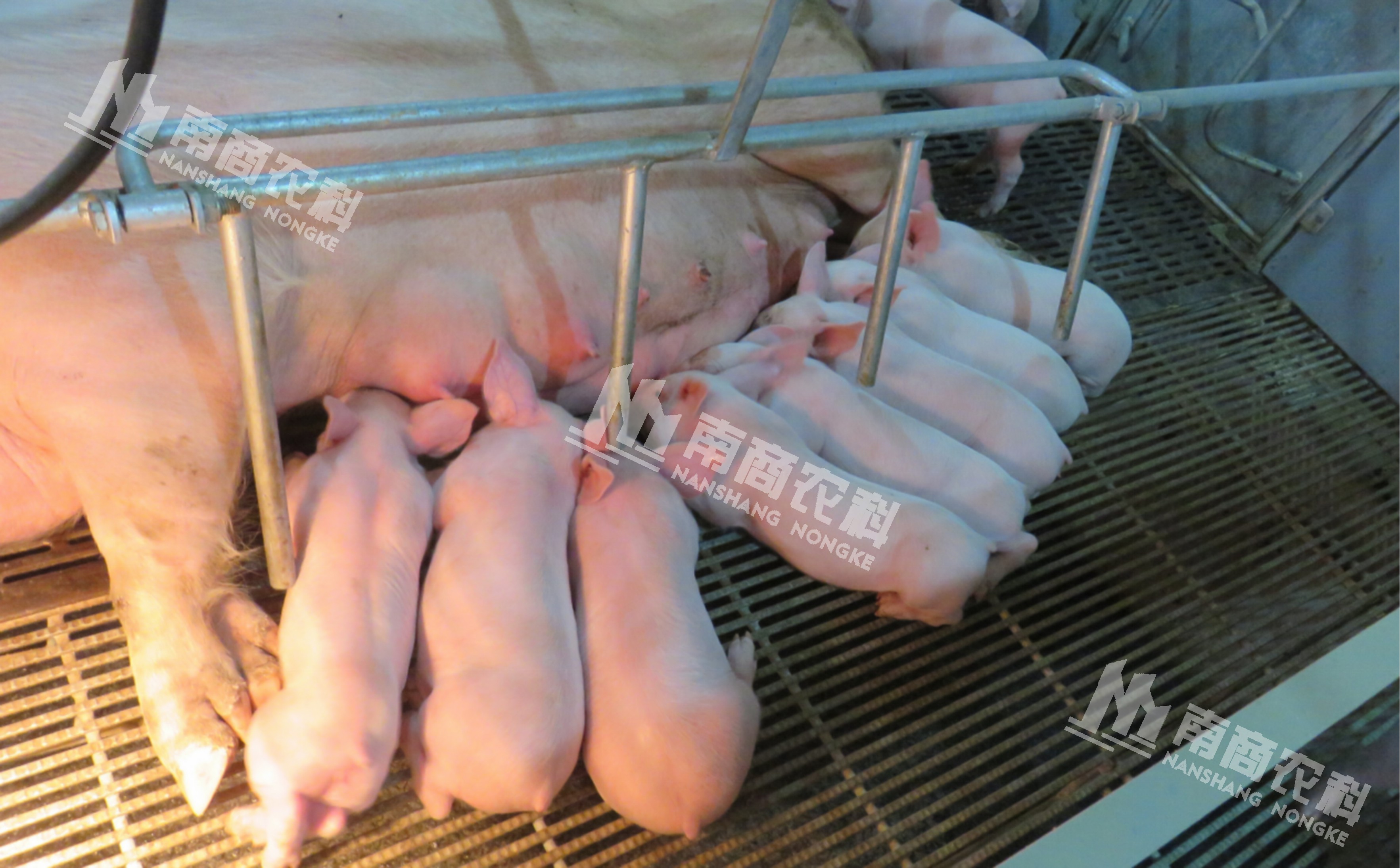 母豬飼喂管理系統