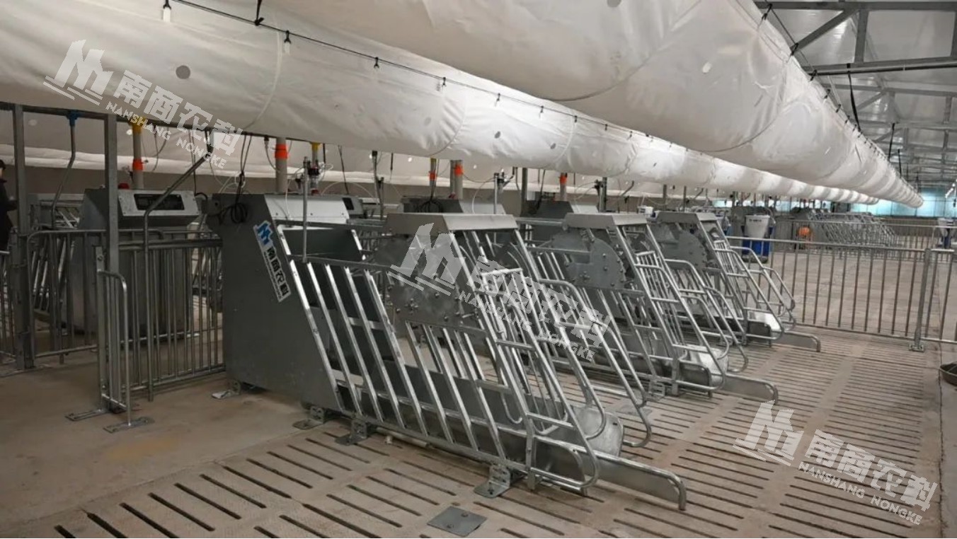 上圖為母豬小群養電子飼喂站