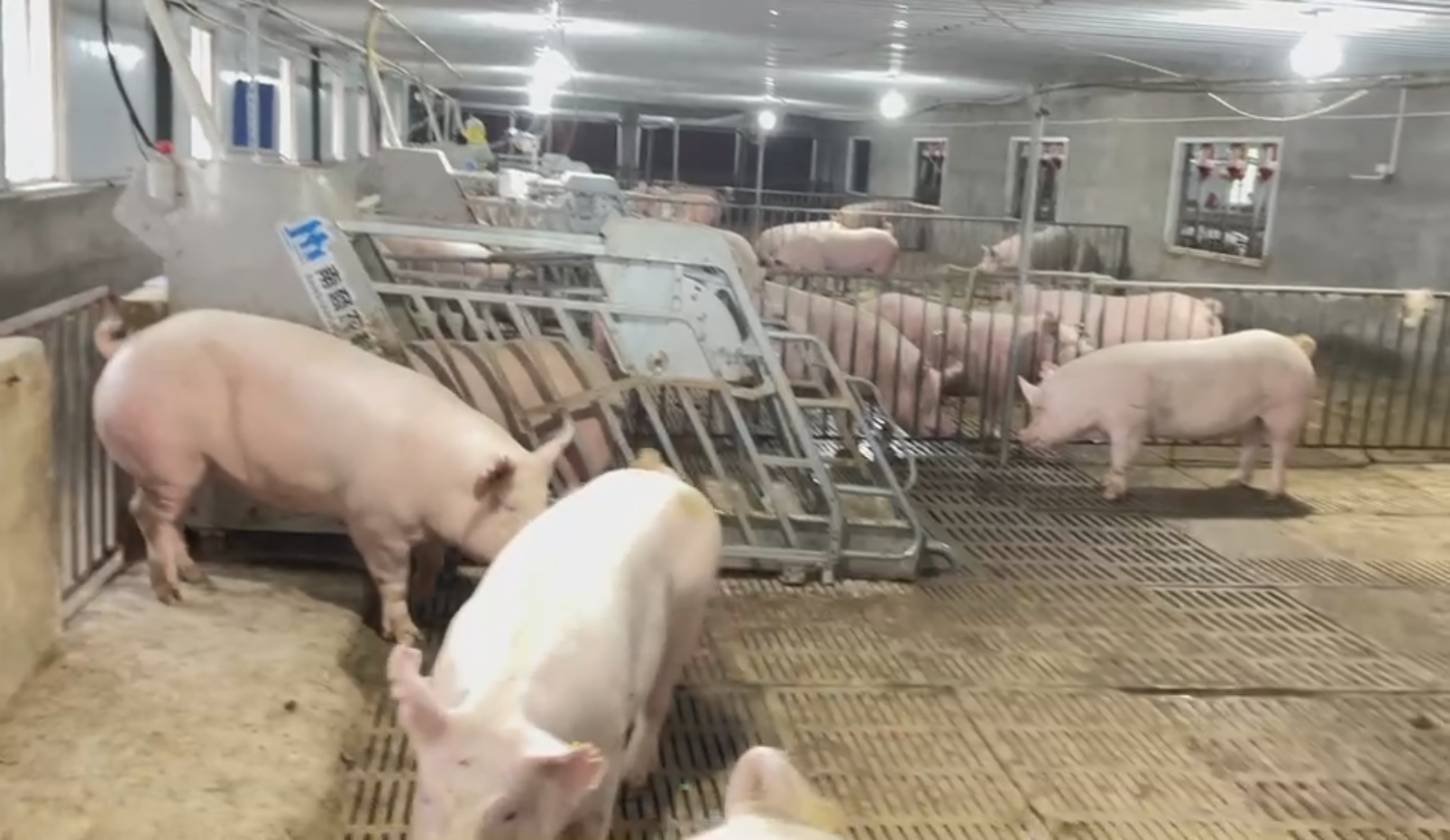 小群養模式下，懷孕母豬心情愉悅度提高