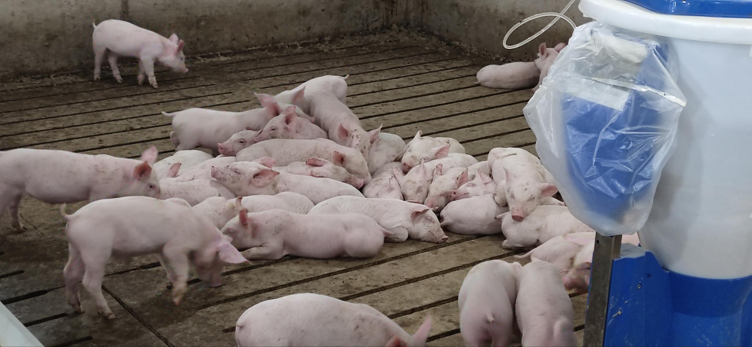 精準環控，把控豬舍，把控未來