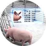 豬只數據管理